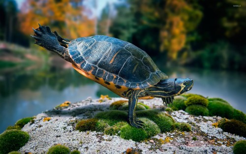 3d Wallpaper Turtles (#3057190) - HD Wallpaper & Backgrounds Download