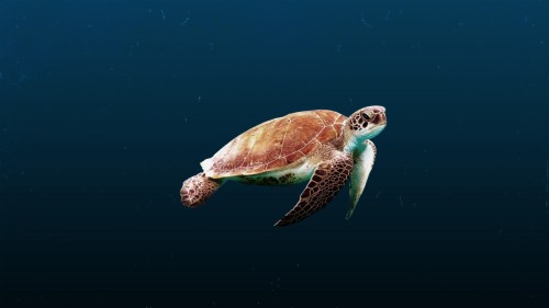 4k Sea Turtle (#2918329) - Hd Wallpaper & Backgrounds Download