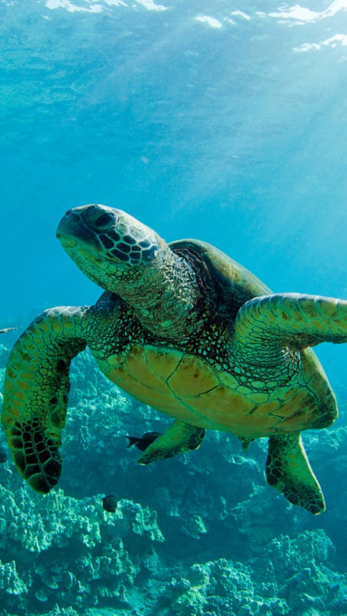 Wallpaper - Two Green Sea Turtles (#2918857) - HD Wallpaper ...