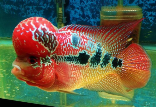 3d Wallpaper Fish Aquarium (#2856910) - HD Wallpaper & Backgrounds Download