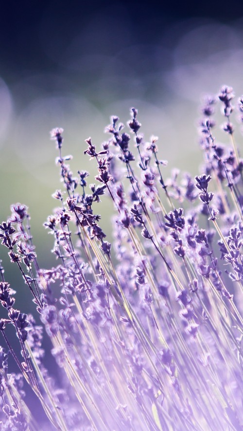 Flower Wallpaper Lavender (#2974888) - HD Wallpaper & Backgrounds Download