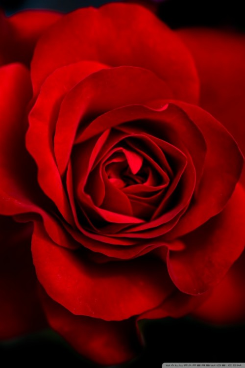 Download Red Rose Wallpaper, HD Backgrounds Download - itl.cat