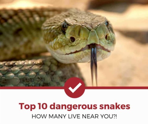 Top 10 Dangerous Snakes - Top 10 Dangerous Snake (#3001613) - HD ...