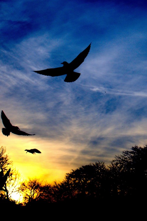 Birds Flying Background Hd (#3007812) - HD Wallpaper & Backgrounds Download