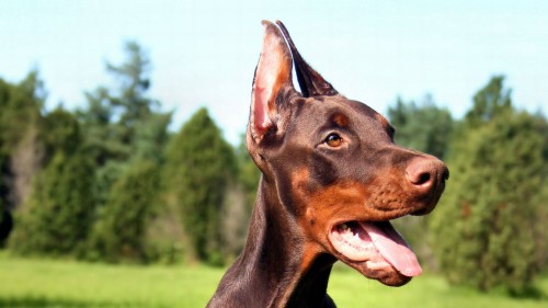 Wallpaper Doberman, Dog, Face, Tongue - Red Doberman Pinscher Face ...