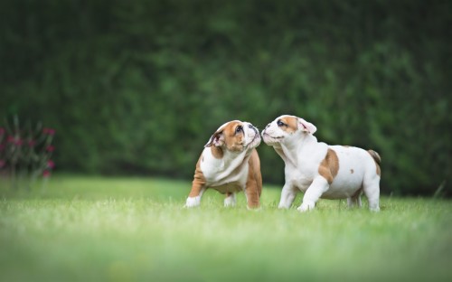 Tricolour English Bulldog (#3017643) - HD Wallpaper & Backgrounds Download