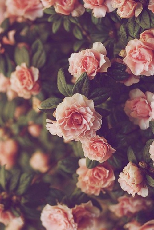 Wallpaper With Pink Roses And Petals For Iphone - Pink Flower Wallpaper ...