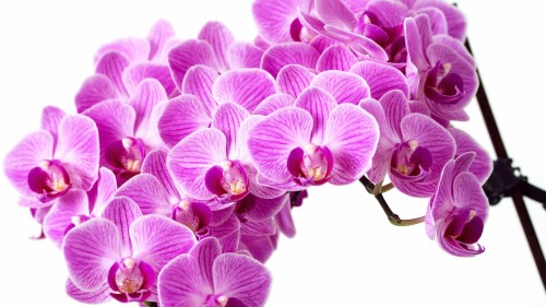 Orchid Bamboo (#340160) - HD Wallpaper & Backgrounds Download