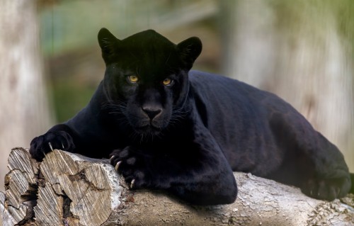 Black Panther Jungle Cat Black Jaguar Animal Wallpaper - Black Jaguar Hd (#2134475