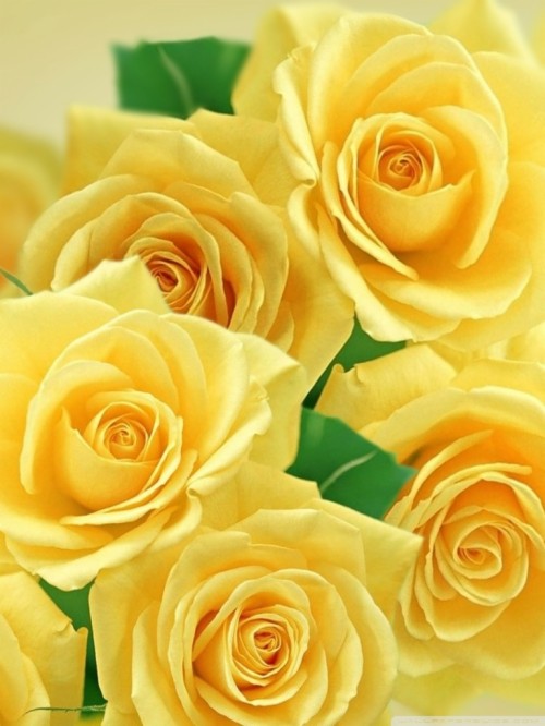 Yellow Rose Wallpaper - Yellow Tumblr Lockscreens Aesthetic (#498277 ...