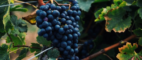 Wallpaper Grapes, Berries, Bunch, Vine (#3030888) - HD Wallpaper