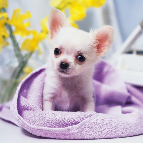 Cute Chihuahua Puppy Wallpaper - Cute Wallpapers For Tadlet (#3074365) - HD Wallpaper