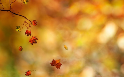 Autumn Leaves Falling From Trees (#1803694) - HD Wallpaper