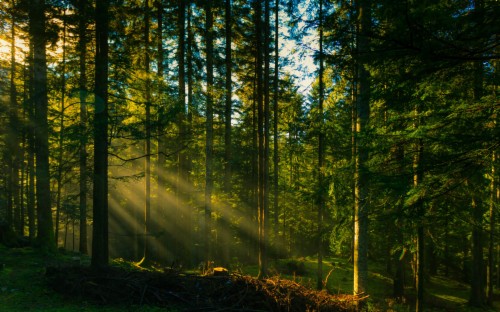 Sun Light Piercing Through The Foggy Forest Images - Foggy Forest With ...