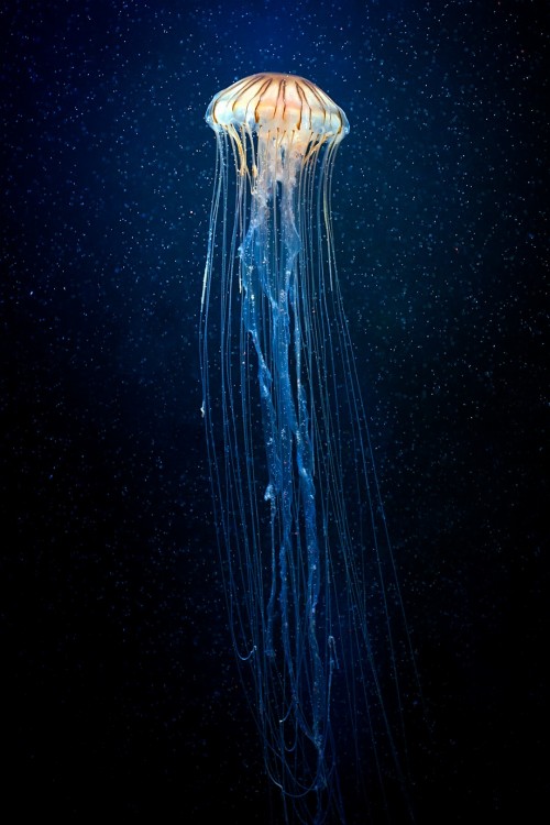 Jellyfish, Cnidaria, Marine Invertebrates, Invertebrate, - Black And ...