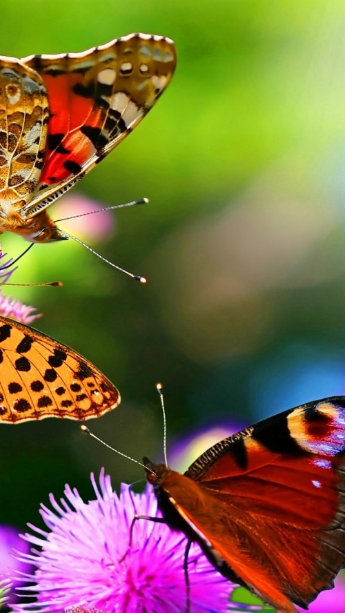 Mariposas Fondos De Pantalla 4k Fondosdepantallatop De3 2703