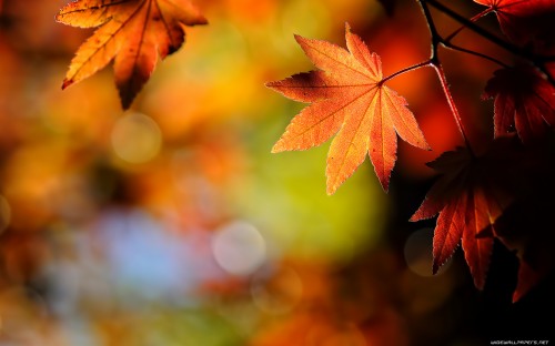 Autumn Leaf Black Background 4k - Background Black Wallpaper 4k ...