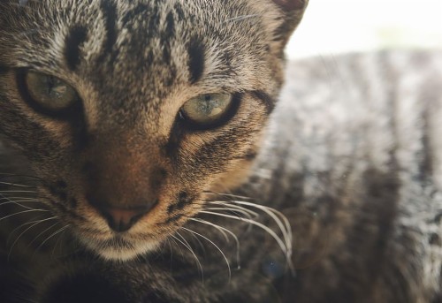 Palmira, Colombia, Cats, Gato, Gatos, Gatito, Lindo, - Domestic Short ...