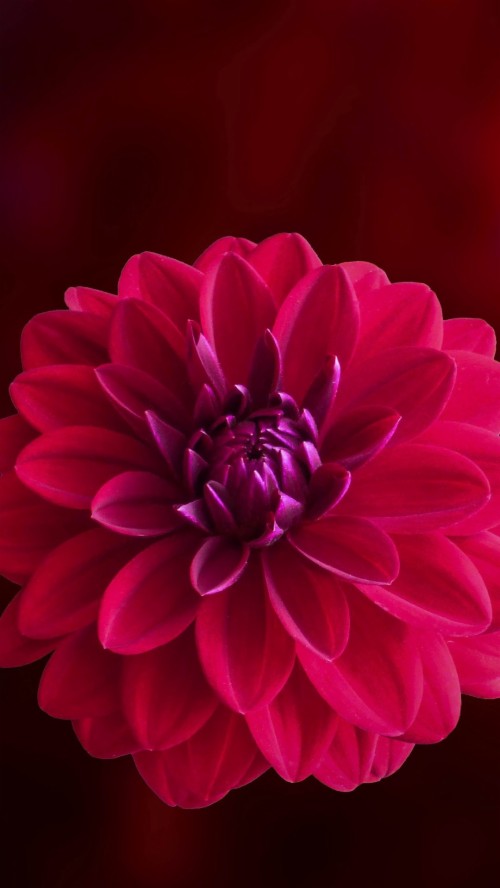 Dahlia Iphone Wallpaper Hd (#3169439) - HD Wallpaper & Backgrounds Download