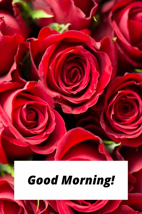 Good Morning Red Rose Images - Beautiful Rose Good Morning (#174664 ...