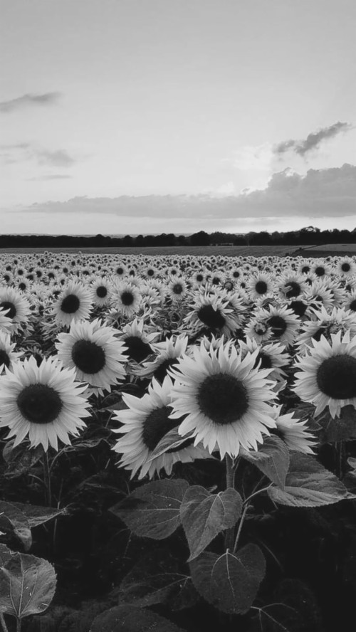 Pin By On Wallpapers In Flowers Wallpaper And Sunflower - Aesthetic ...