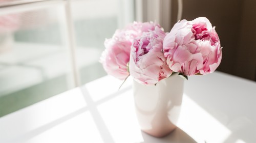 High Resolution Peonies Desktop (#3224602) - HD Wallpaper & Backgrounds ...