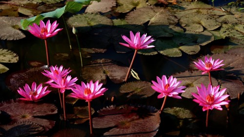 Water Flower Wallpaper (#3227000) - HD Wallpaper & Backgrounds Download