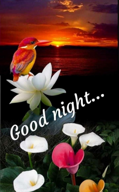 Romantic Good Night Pic Romantic Beautiful Romantic Good Night