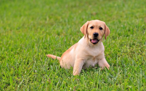 Labrador Dog Photos Hd Wallpapers - Labrador Cachorro Y Adulto ...