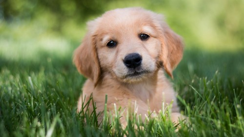 Download 1584 Golden Retriever Dog Puppy Wallpaper Beautiful - Golden ...