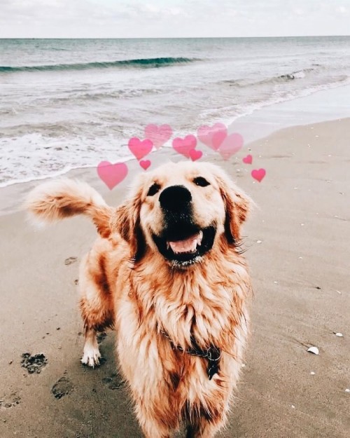 Golden Retriever Dog Aesthetic 3250328 Hd Wallpaper Backgrounds Download Here are only the best teacup puppies wallpapers. golden retriever dog aesthetic