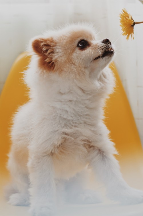 Wallpaper Welsh Corgi, Puppy, Dog, Cute - Corgi Dog (#3012696) - HD ...