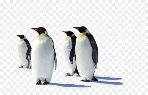 Naked Penguins 3256591 HD Wallpaper Backgrounds Download