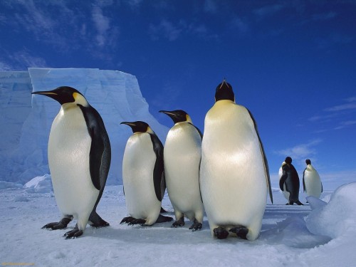 Naked Penguins Hd Wallpaper Backgrounds Download