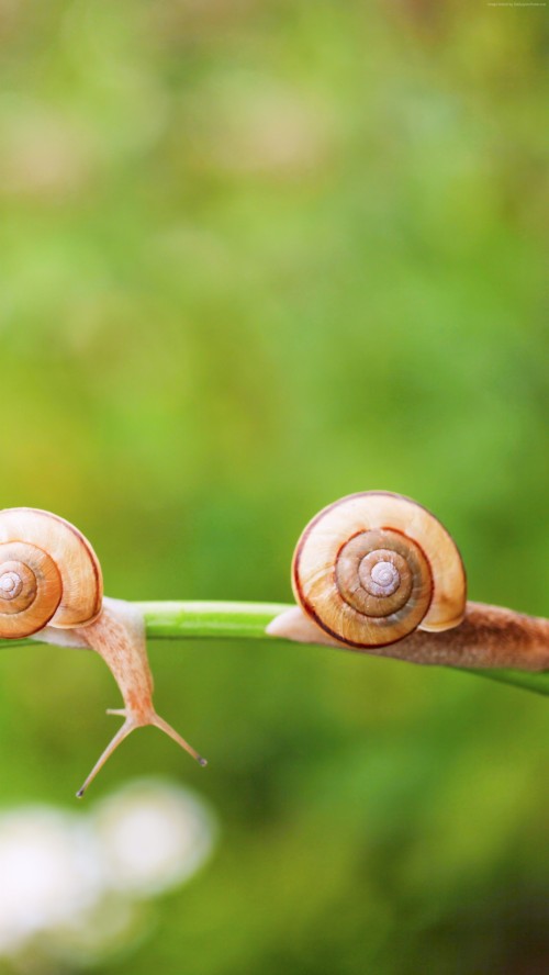 Snail Wallpaper Hd (#3260917) - HD Wallpaper & Backgrounds Download
