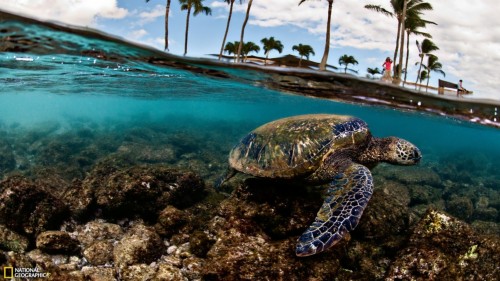 Sea Turtle Fb Cover (#3265176) - HD Wallpaper & Backgrounds Download
