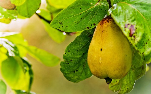 Pear Wallpaper - Pears - Hd Wallpaper Fruit Trees (#3271730) - HD