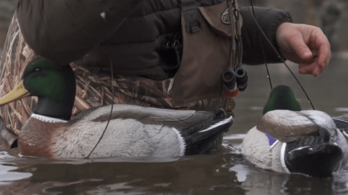 Mallard (#3272016) - HD Wallpaper & Backgrounds Download