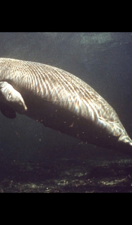 Manatee (#3281425) - HD Wallpaper & Backgrounds Download