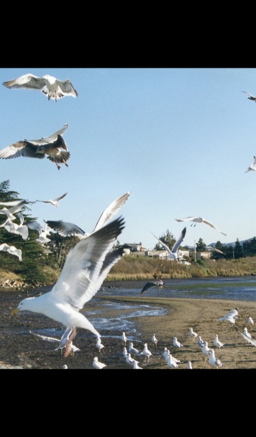 Seagull Hd (#3291983) - HD Wallpaper & Backgrounds Download