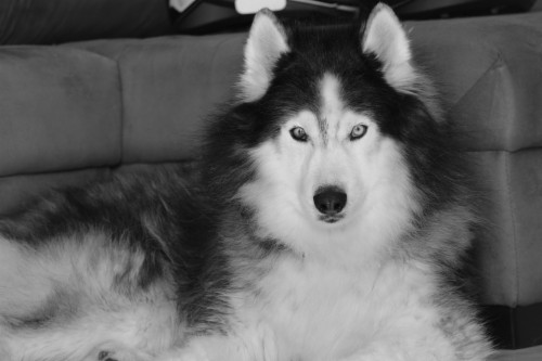 Hd Siberian Husky Wallpapers Desktop Free Download 341440 Hd