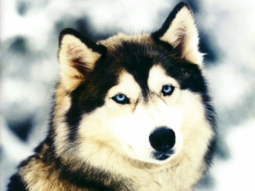List Of Free Siberian Husky Wallpapers Download Itl Cat