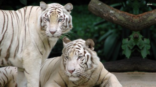 White Tiger Computer Backgrounds Singapore Zoo 343280 Hd White Tiger Computer Backgrounds