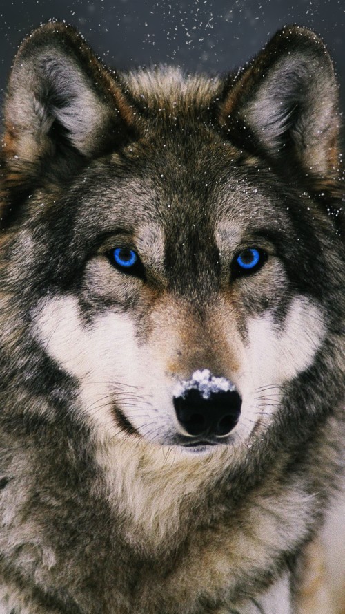 Download Wolf Wallpapers For Your Phone On Itl.cat