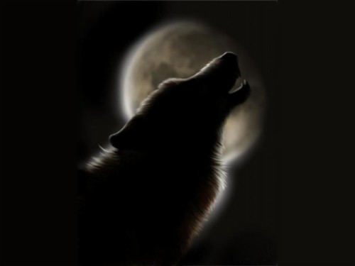 Featured image of post Black Wolf Hd Wallpapers 1080P For Mobile Black fox illustration wolf animals artwork creativity black background