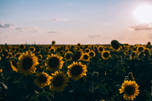 Aesthetic Sunflower Computer Background 371810 Hd Wallpaper