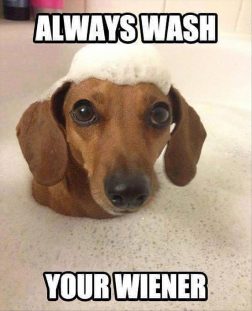 Funny Wiener Dog Memes (#371836) - HD Wallpaper & Backgrounds Download