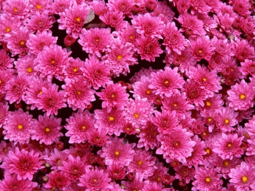 Wallpaper Gambar Bunga Pink Beautiful Flowers 45291