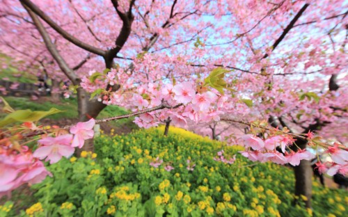 List Of Free Cherry Blossom Hd Wallpapers Download Itl Cat