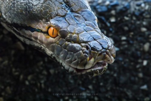 Gambar ular sawa